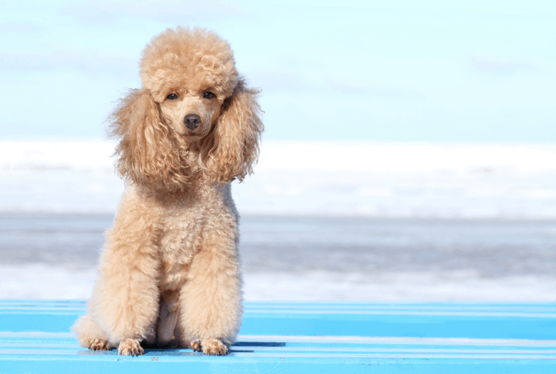 Cream Poodle at beach
