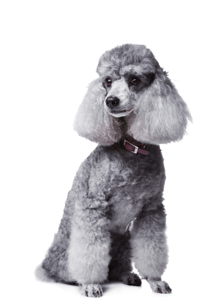 Gray Poodle portrait white background