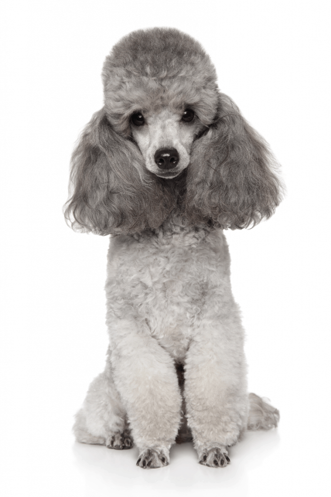 Silver Poodle portrait with white background