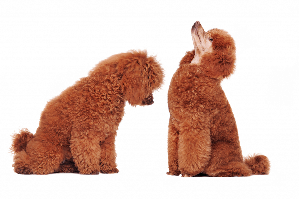 two red poodles