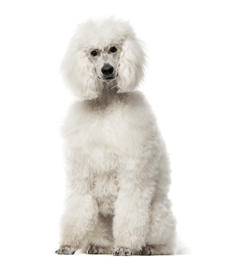 White Poodle portrait with white background