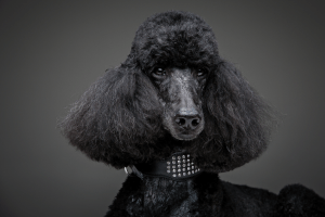 beautiful black poodle with gray background