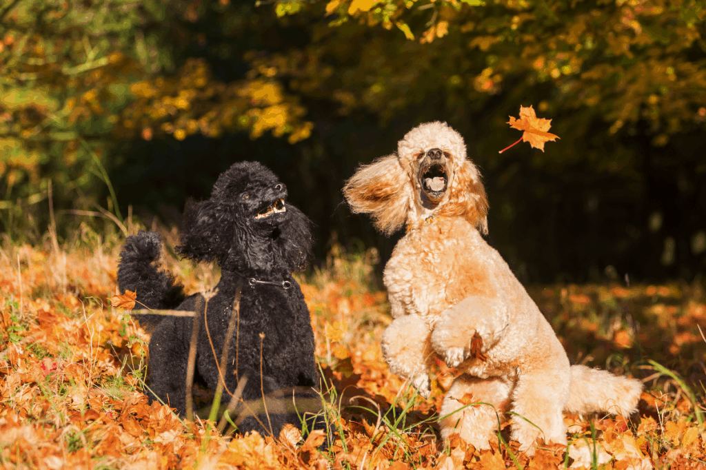 two poodles in autum leaves