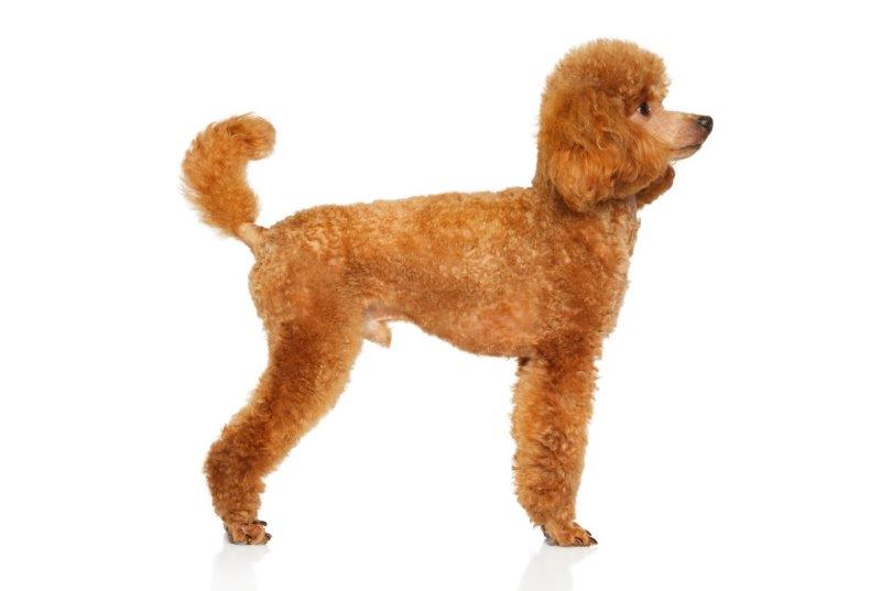 Minature red poodle