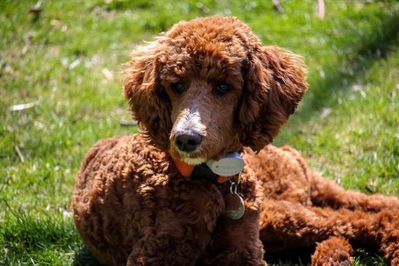 red poodle in grass