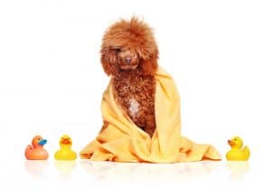 Poodle covered with towel after bath