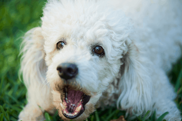 white poodle barking in grass