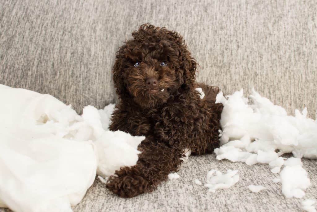naughty brown poodle puppy