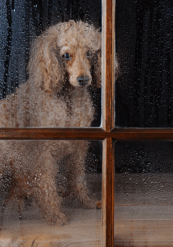 apricot poodle waiting by door